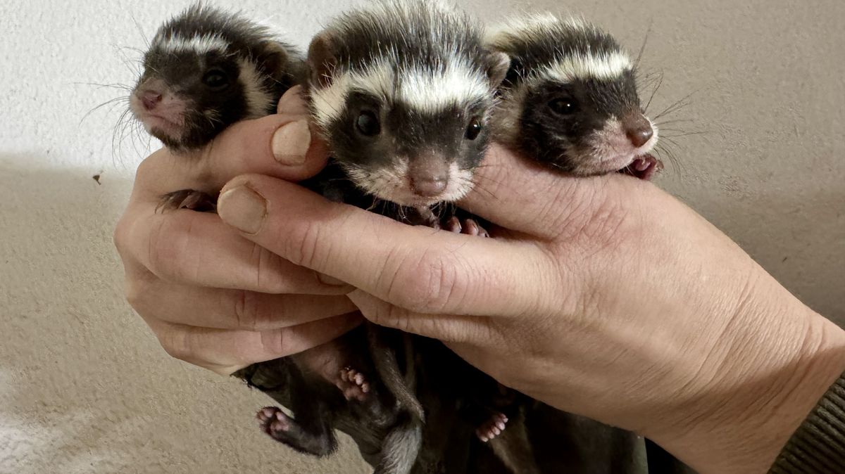 Plzeňská zoo odchovala roztomilé páchnoucí šelmičky, jako první v republice